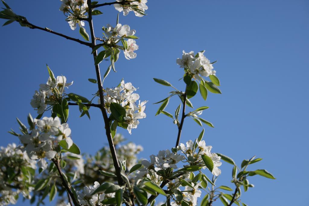 Il Giardino Di Gabri Bed and breakfast Roma
