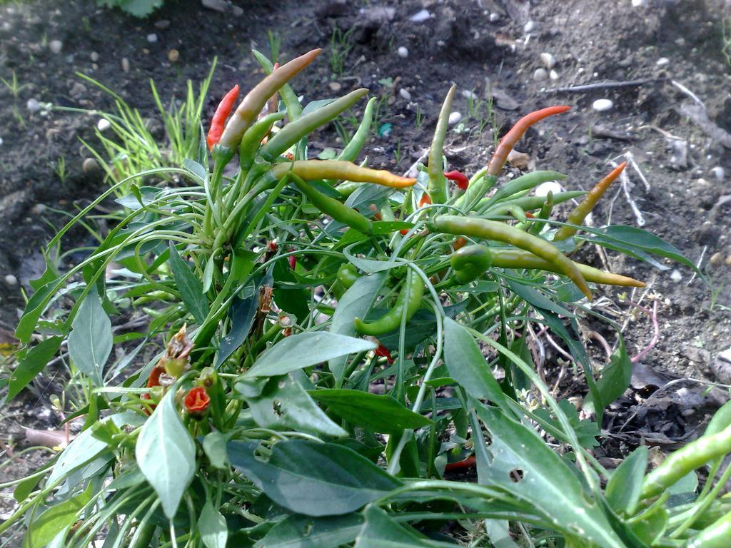 Il Giardino Di Gabri Acomodação com café da manhã  Roma